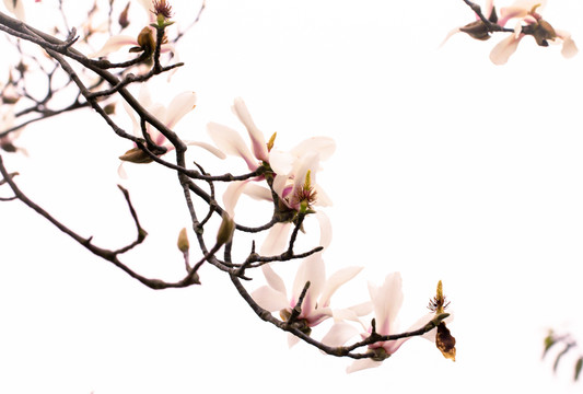玉蘭花