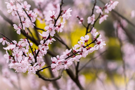 桃花