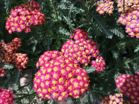花卉花草