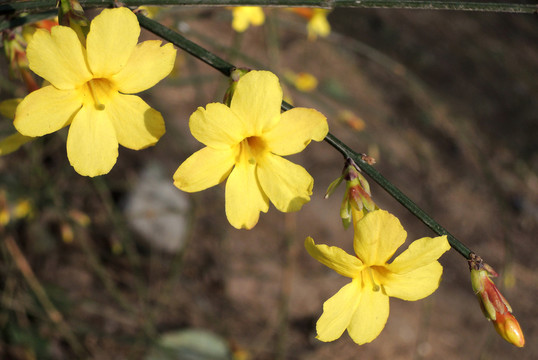 迎春花