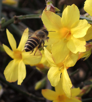 迎春花 蜜蜂