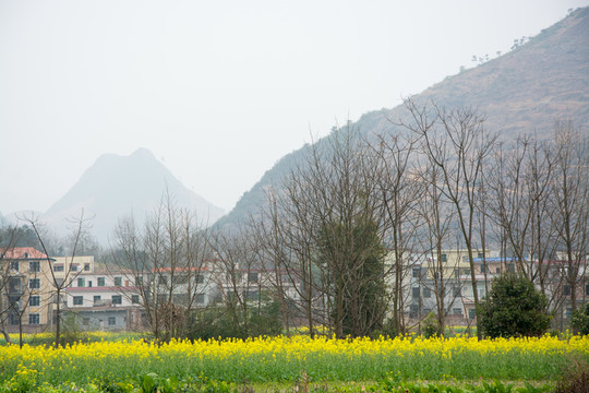 油菜花 鄉(xiāng)村風(fēng)景