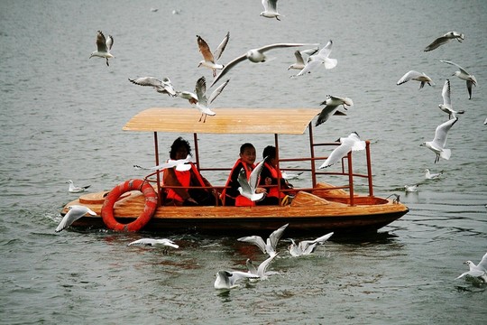 游船 海鷗