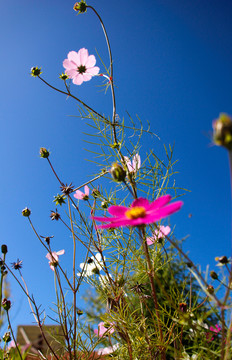 格桑花