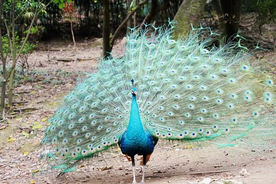 孔雀 孔雀開(kāi)屏