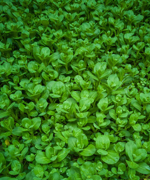 油菜