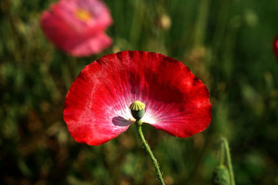花瓣