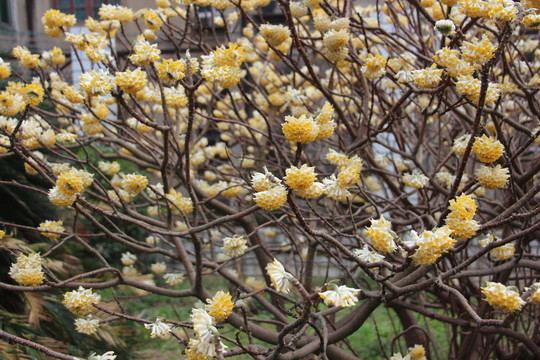 結(jié)香花 （15）