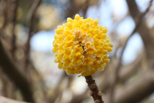 結(jié)香花開 （4）