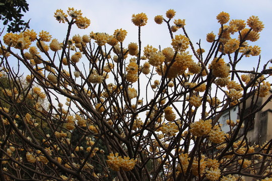 結香花開 （32）