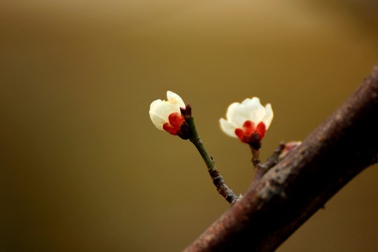 梅花