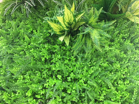 綠植墻植物墻
