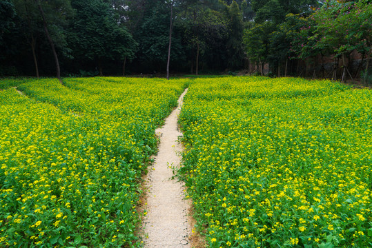 油菜花菜園菜地