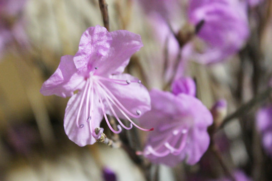 杜鵑花