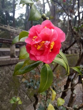 茶花