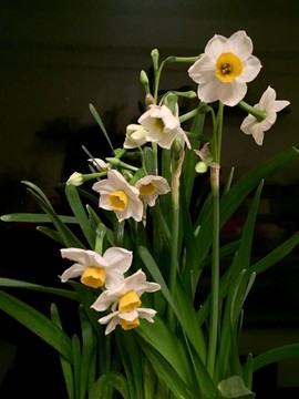 水仙花
