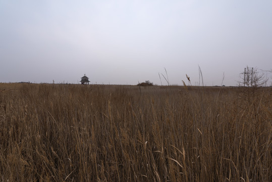黃河三角洲濕地