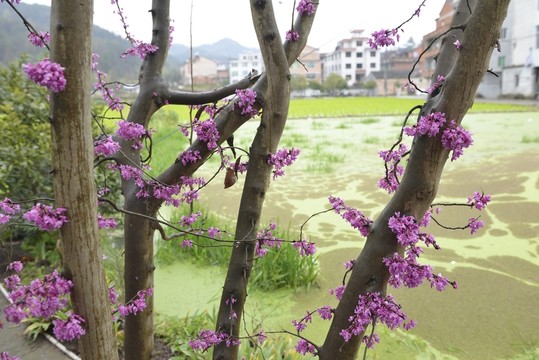 春色