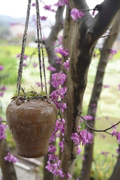 農(nóng)家院