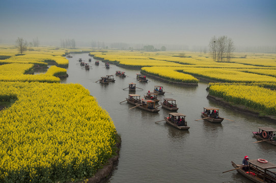 水鄉(xiāng)油菜