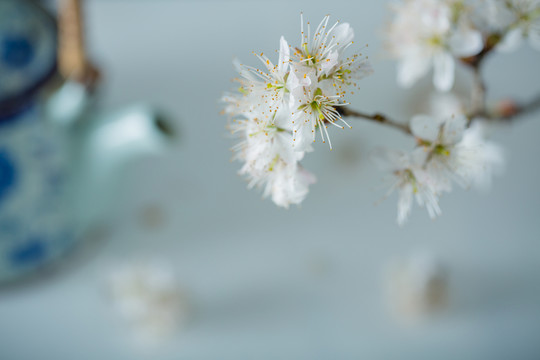 櫻桃花