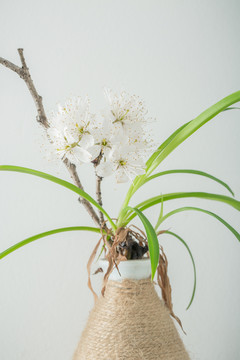 櫻桃花