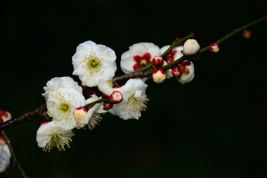 梅花開放
