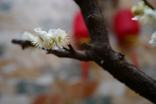 梅花