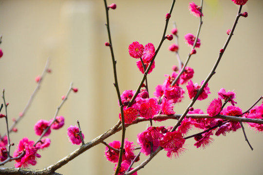 梅花