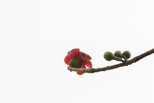 紅棉花素材