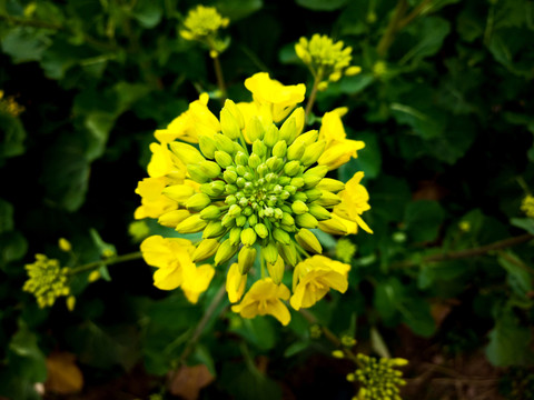 油菜花