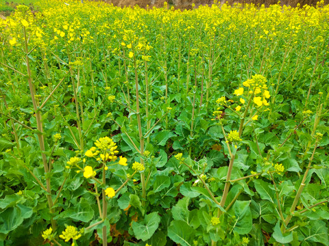 油菜花