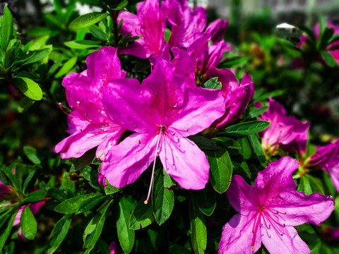 杜鵑花