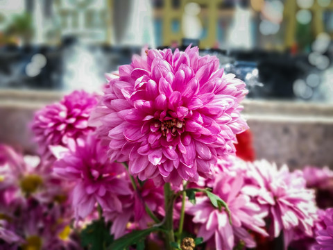 菊花
