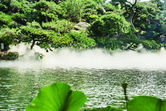 荷塘晨霧