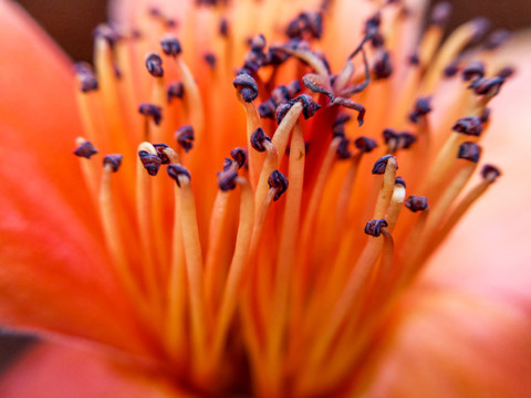 紅棉花芯