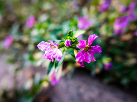 雪茄花