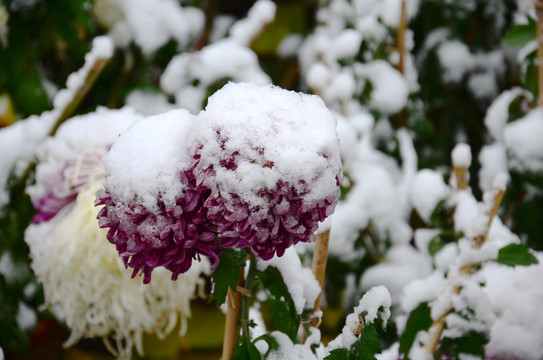 雪中菊花