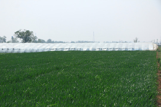 麥田