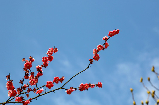 梅花 花朵 植物 紅花