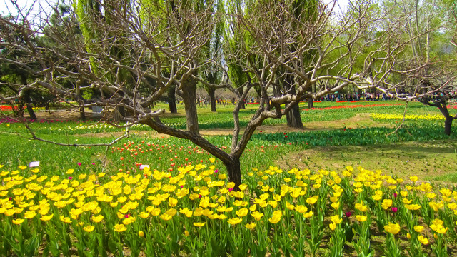 春天的公園