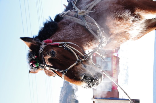 雪鄉(xiāng)風景雪谷馬