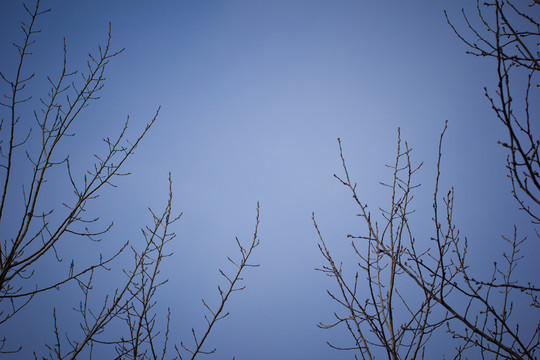 樹木 樹枝 冬季 戶外 自然