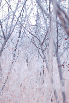 雪 冰 冷 季節(jié) 自然 霜凍
