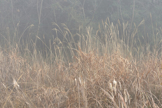 狗尾巴草