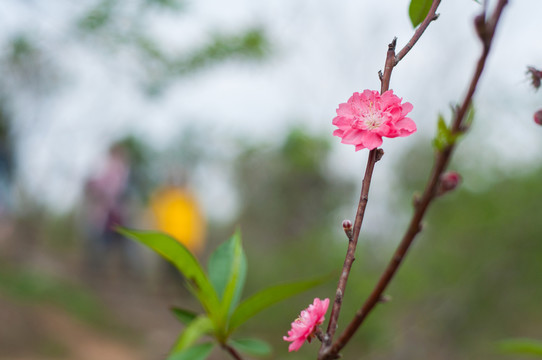 桃花