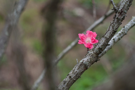 桃花