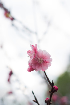 桃花