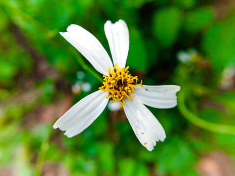 白花鬼針草