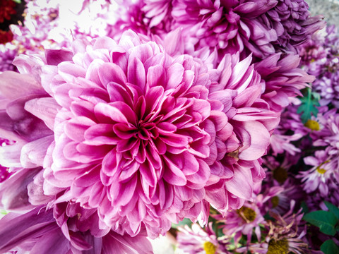 菊花